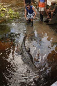 That's one big croc, Pampas, Bolivia